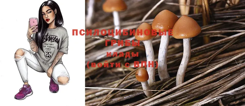 Галлюциногенные грибы Psilocybe  Мурманск 