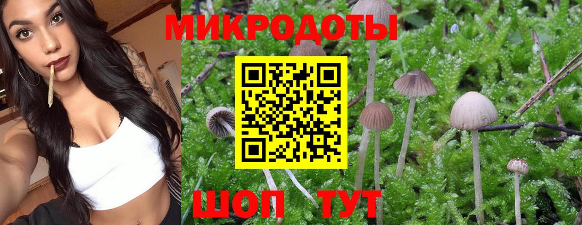 Псилоцибиновые грибы Psilocybe Мурманск